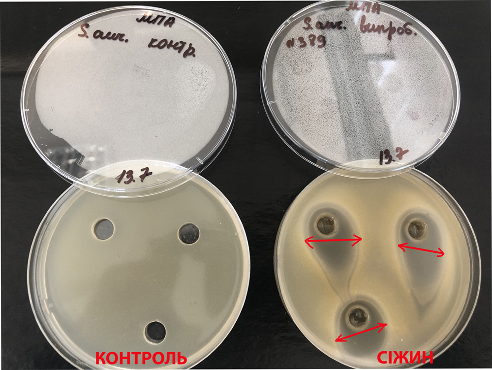 Сижин, влияние на Staphylococcus aureus