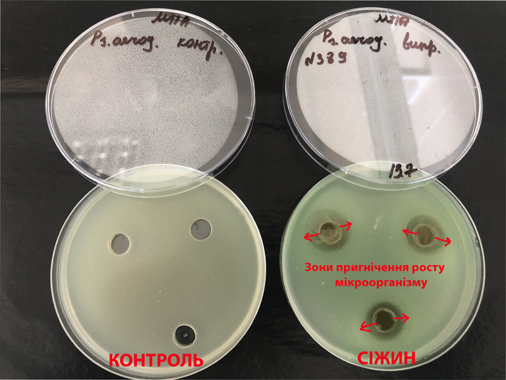 Сижин - влияние на Pseudomonas aeruginosa